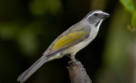 trinca ferro